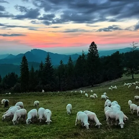 Sheep grazing in field-
Source Pixabay