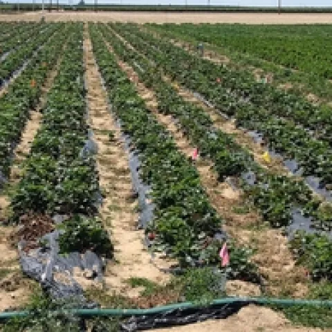 Strawberry study plots