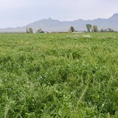 Vetch cover crop growing at Meridian, CA farm of Vincent Andreotti, April 2019