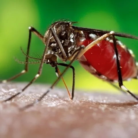 Aedes aegypti, the yellow fever mosquito (CDC Photo)