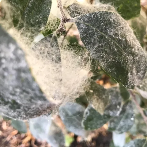 Waxy deposits left behind by giant whiteflies. (Linda Schultz)