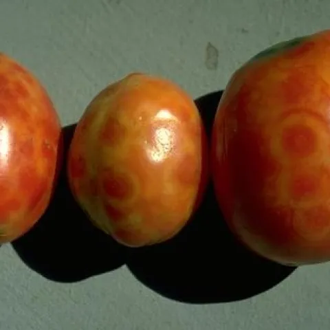 3 tomatoes displaying yellow ring-shaped symptoms of TSWV infection.