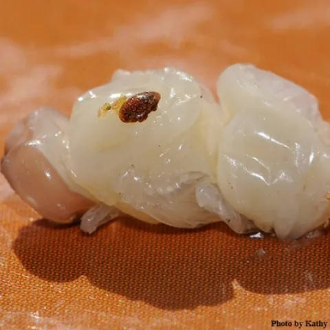 A varroa mite on a drone pupa. (Photo by Kathy Keatley Garvey)