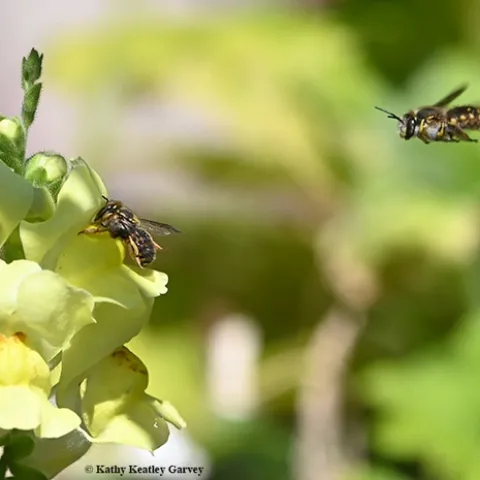 First in series: A male European wool carder bee (Anthidium manicatum) targets a female foraging on a snapdragon. (Photo by Kathy Keatley Garvey)