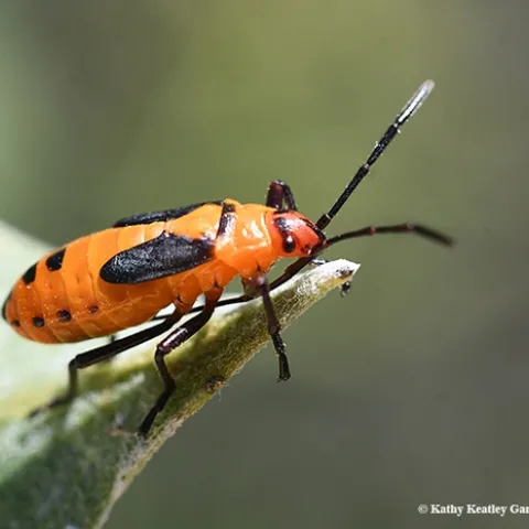 A milkweed bug (Oncopeltus fasciatus, as identified by curator Michael Pirrello of iNaturalist) peers over the leaf of a milkweed plant, Asclepias speciosa, in a Sonoma County. (Photo by Kathy Keatley Garvey)