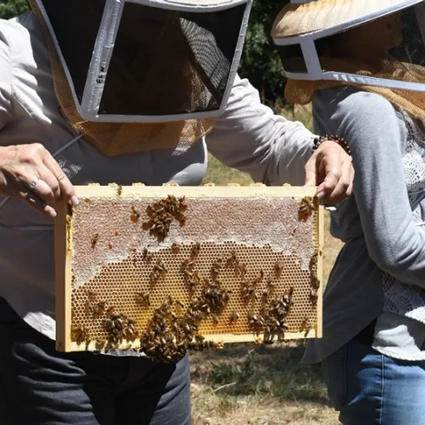 A student in the UC Davis class, "Planning Ahead for Your First Hive," holds a frame. (Photo by Kathy Keatley Garvey)