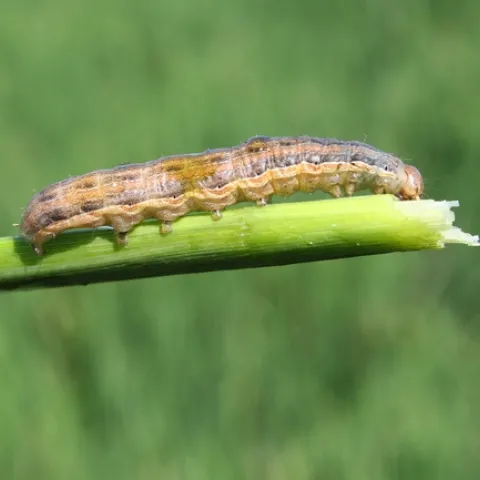 Armyworm monitoring, combined with the registration of insecticides that are effective at controlling armyworms, has resulted in better control of the pests and less yield losses.