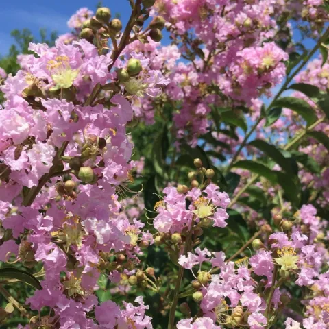 photos by Dave Bellamy