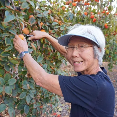 Jean Suan harvests persimmons, fruit that is easy to grow and creates a beautiful landscape display.