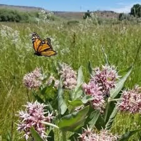 Showy milkweed plants and a monarch butterfly. (Xerces Society)