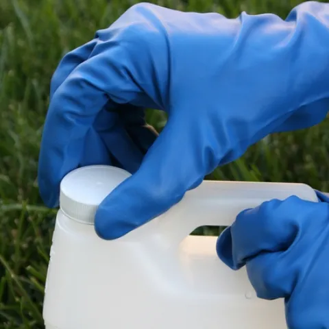 Chemical resistant gloves for applying pesticides. (Credit: C Reynolds)