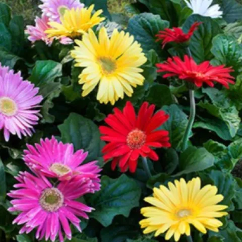 Gerbera Daisies