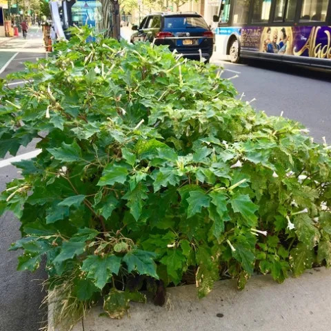 What a long, strange trip: Bumper crop of Datura stramonium, aka Jimsonweed, growing in planting bed on Columbus Ave. Greenway at 93rd St. in NYC. A well-known hallucinogenic plant, it is also fatally toxic when consumed in even tiny amounts. ⁦Adrian Benepe