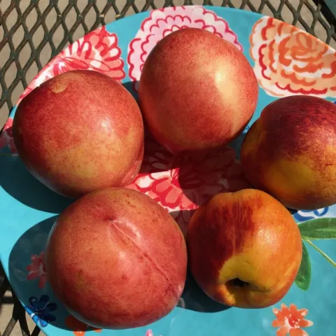 photo by Trisha Rose