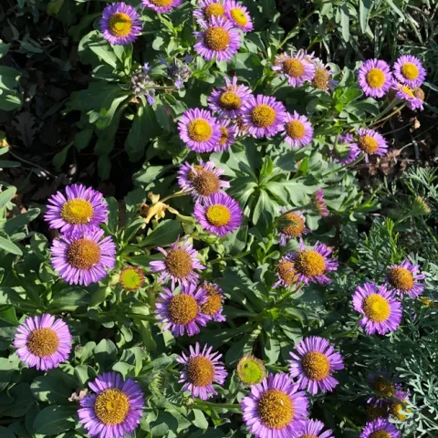 Photo By Linda Lewis Griffith