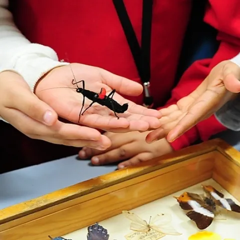 The Bohart Museum of Entomology's live "petting zoo" is a favorite among all visitors. This is a red velvet walking stick. (Photo by Kathy Keatley Garvey)