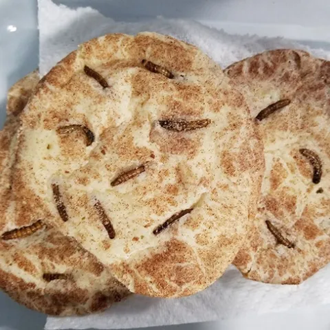 Make a meal out of mealworms? Danielle Wishon baked these mealworm cookies. Yes, they were good. (Photo by Danielle Wishon)