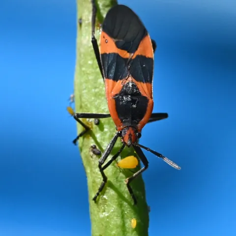 Yes, milkweed bugs feed on oleander aphids. This is a large milkweed bug (Oncopeltus fasciatus) with an aphid. (Photo by Kathy Keatley Garvey)