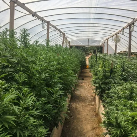 Most of the cannabis growers who responded to a 2018 survey reported gorwing their crop outdoors or in greenhouses, such as the hoop house shown here.