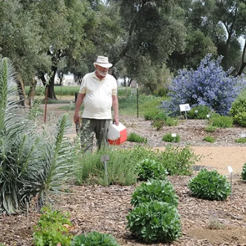 The late Robbin Thorp, distingished emeritus professor of entomology, monitored the bee garden for bee species. He detected more than 80 different species through the years. This image was taken on April 15, 2011. (Photo by Kathy Keatley Garvey)