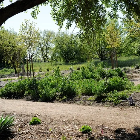 This photo, taken in 2010, shows the makings of the bee garden on Bee Biology Road, UC Davis campus. It was installed in the fall of 2009. (Photo by Kathy Keatley Garvey)