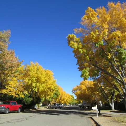 Tree-lined streets have a cooling effect.