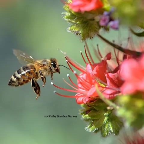The parts of a honey bee include the head, thorax and abdomen. A class on "Advanced Anatomy and Physiology of the Honey Bee" takes place Oct. 19 at UC Davis, and is offered by the UC Davis-based California Master Beekeeper Program. This image was taken in Vacaville of a bee heading toward a tower of jewels, Echium wildpretii.(Photo by Kathy Keatley Garvey)