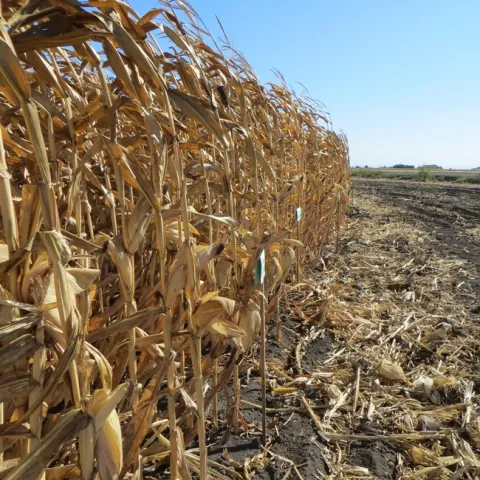 Field corn variety trial.