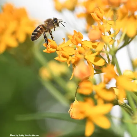 Attendees at the CAMBP class on Oct. 19 will learn about "Advanced Anatomy and Physiology of the Honey Bee." (Photo by Kathy Keatley Garvey)