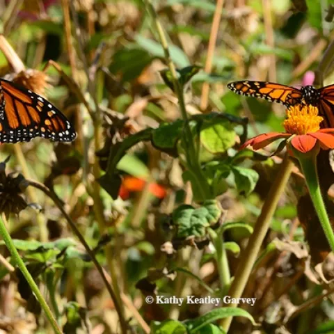 Two monarchs arrived today at a pollinator garden in Vacaville to sip nectar from a patch of Mexican sunflowers (Tithonia). (Photo by Kathy Keatley Garvey)