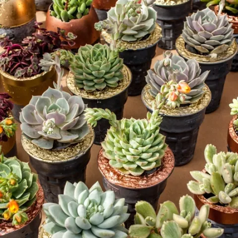 (Succulents by C. Kingston, pexels.com)