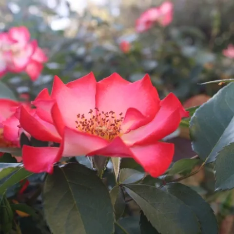 photo by Jennifer Baumbach