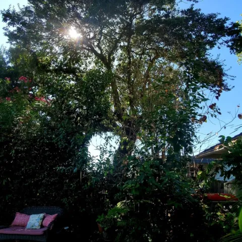 Our Backyard Oak Tree, photos by Al Alvarado
