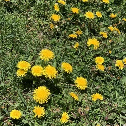 photo by Martha White