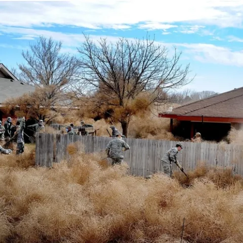 Commandos from Cannon Air Force Base, N.M., clear tumbleweeds from a residential area in Clovis, N.M., 2014. U.S. Air Force/Senior Airman Ericka Engblom