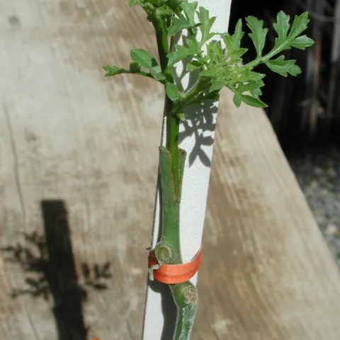 A grafted tomato plant. (Photo: UC Davis Tomato Genetics Resource Center Image Library)
