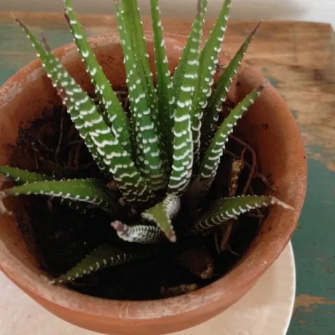 Photo By Andrea Peck