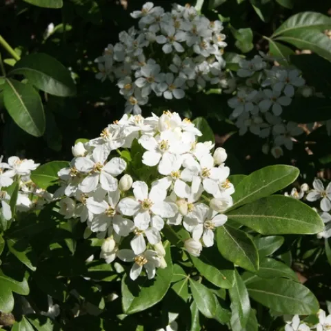 Photo by Jutta Thoerner