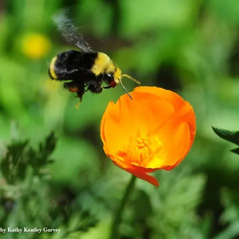 A yellow-faced bumble bee, Bombus vosnesenkii, heads for a California golden poppy. (Photo by Kathy Keatley Garvey)