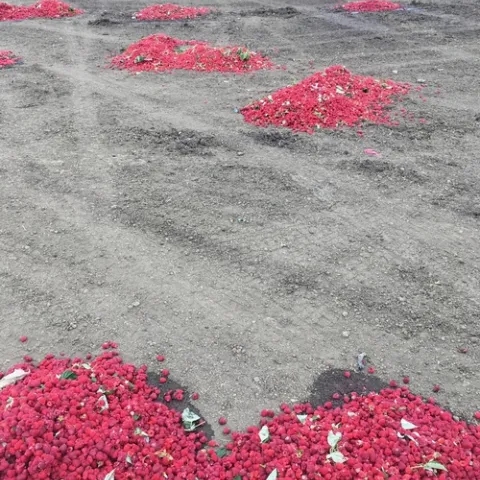 Watsonville Raspberry Cull Piles 6 2019