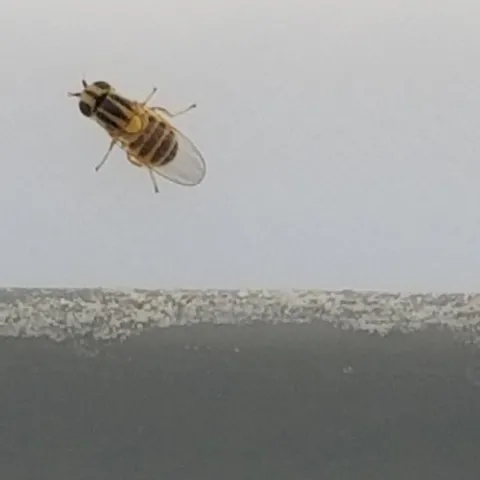 Grass fly of the insect family Chloropinae. Photo courtesy of Central Coast agricultural professional.