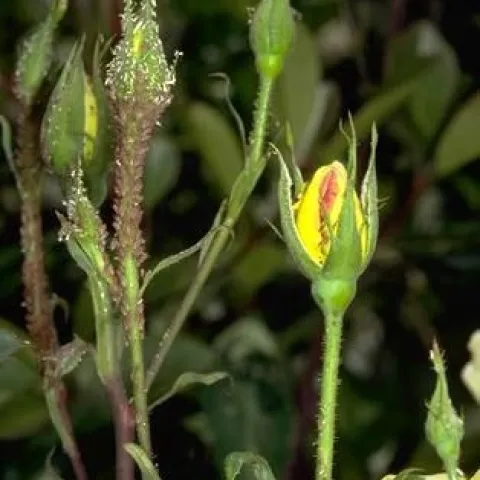 Rose aphids infesting rose buds. (Credit: Jack Kelly Clark)