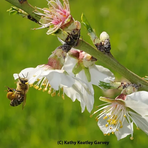A honey bee packing pollen and nectaring on an almond blossom at UC Davis. (Photo by Kathy Keatley Garvey)