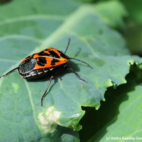 Just in time for Halloween! The orange and black Harlequin beetles will be displayed at the Bohart Museum of Entomology open house on Oct. 19. (Photo by Kathy Keatley Garvey)