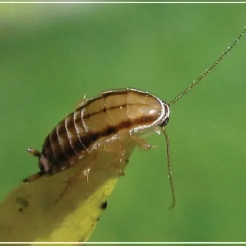 3 line cockroach<br>about 1/4" long