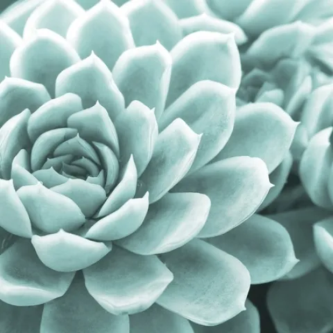 succulent-4453152 960 720