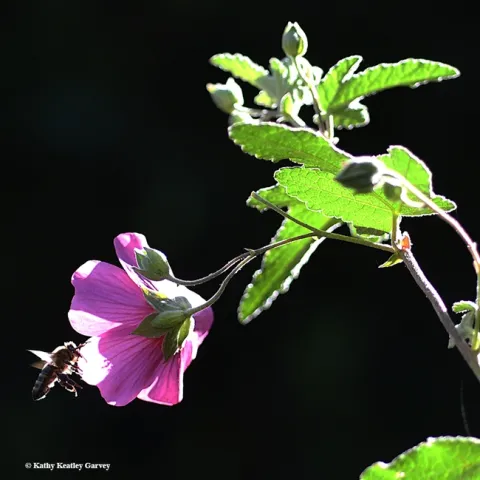 What's in store for this honey bee? It is heading for an Anisodontea sp.'Strybing Beauty.' Image taken in pollinator garden in Vacaville, Calif. (Photo by Kathy Keatley Garvey)