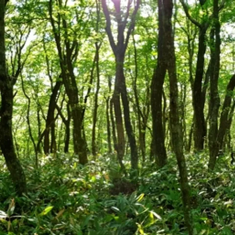Photo of a forest.