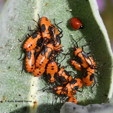 bugsquadnewDSC 0074 copy