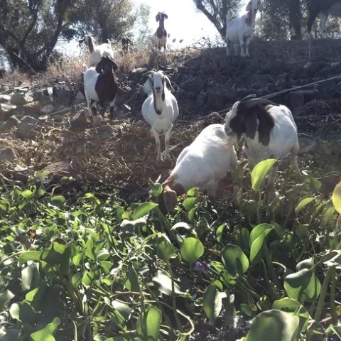 Goats eating waterhyacinth and waterprimrose along the San Joaquin river.